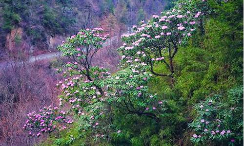 木王森林公园杜鹃花_木王森林公园杜鹃花图片