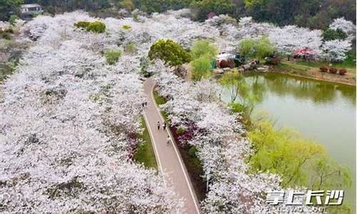 玉湖公园在哪里,玉湖公园的樱花开了吗