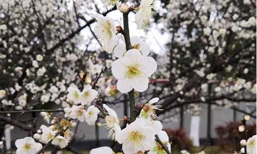 广州日报香雪公园桃花,广州香雪公园电话