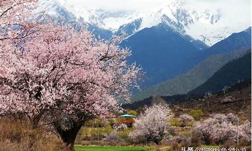 林芝景点海拔高度多少米,林芝的海拔高度是多少