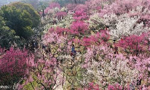 古林公园赏花最佳期,古林公园有什么花花草草