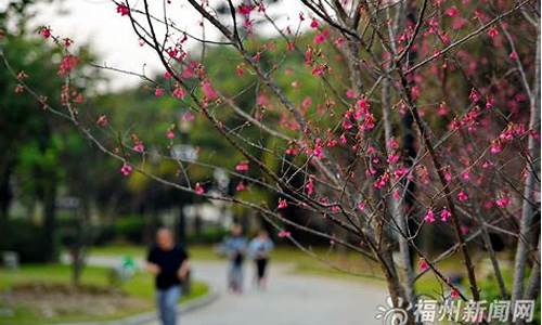 福州闽江公园樱花-亚马逊预计到达时间