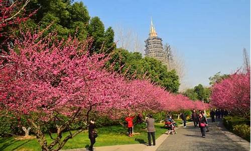 常州红梅公园植物调研小结300-常州红梅公园植物