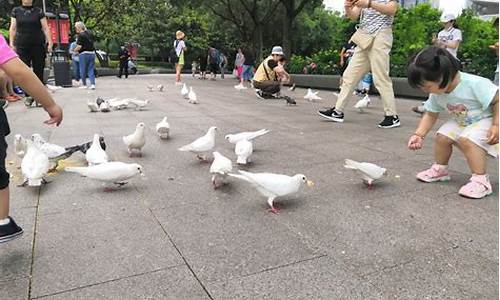 泉城公园喂鸽子的地方在哪里_泉城公园能遛